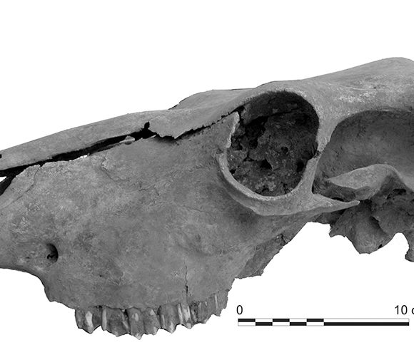 Crâne de vache adulte