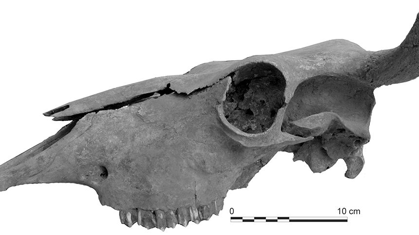 Crâne de vache adulte